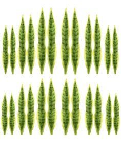 several green leaves are arranged in rows on a white background, each with different shapes and sizes