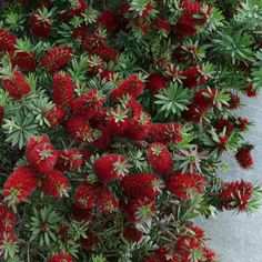 the red flowers are blooming all over the ground