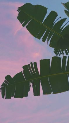 the underside of a large leafy plant against a pink and blue sky