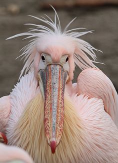 a close up of a pelican with feathers on it's head and neck