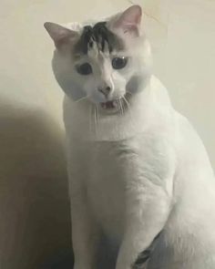 a white cat sitting on top of a wooden floor next to a wall and looking at the camera