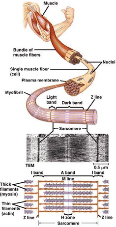 an image of the muscles and their functions in order to understand what they are doing