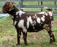 a brown and white goat standing on top of a grass covered field