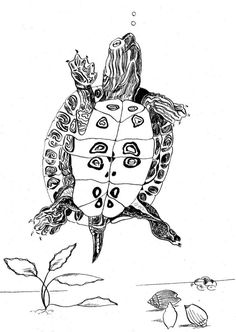 a black and white drawing of a turtle with its head on the back of it's shell