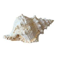 a close up of a sea shell on a white background