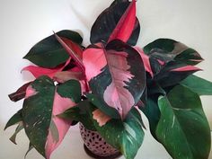 a potted plant with pink and green leaves sitting on top of a white table