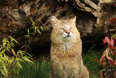 a cat sitting in the grass with its eyes closed