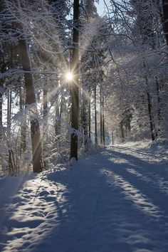 the sun is shining through the trees in the snow