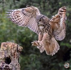 an owl is in the air with its wings spread out and it's landing on a tree stump