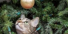 a cat looking up at a christmas ornament hanging from a pine tree branch