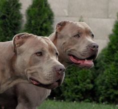 two large dogs standing next to each other