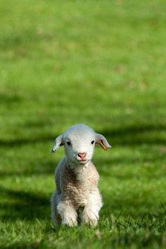 a sheep standing in the grass with a quote from john 10 11 on it's side