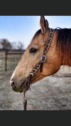 a brown horse wearing a bridle in an enclosed area