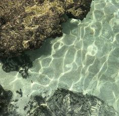 the water is crystal clear and has rocks in it with seaweed growing on them