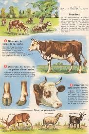 an old french poster shows the different types of cows and their names in english or spanish