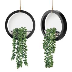 two mirrors with plants hanging from them on the side of each mirror, one is black and white