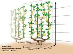 the diagram shows different stages of growing lemon trees