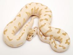 a white and gold colored snake on a white background