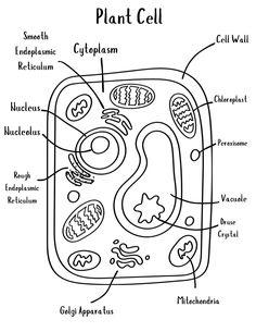 an animal cell diagram with all the parts labeled in it, including its name and description