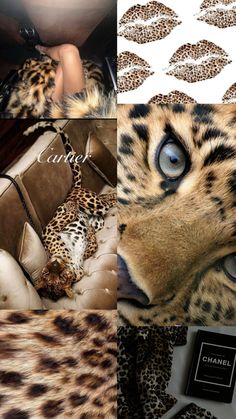 a collage of photos with leopard skin and blue eyes