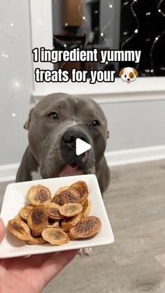 a dog is looking at the camera and has his mouth open while holding a plate with cookies