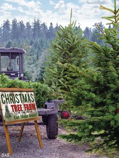 Christmas Tree Farm Backdrop - A festive Christmas tree farm scene featuring lush green pine trees