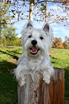 a white dog sitting on top of a wooden post