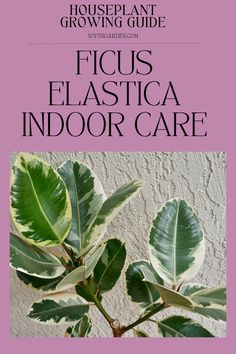 a plant with green leaves in front of a pink sign that says ficus elastica indoor