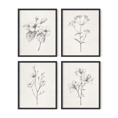 four black and white drawings of flowers