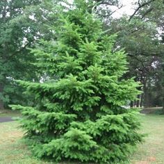 a small evergreen tree in the middle of a park