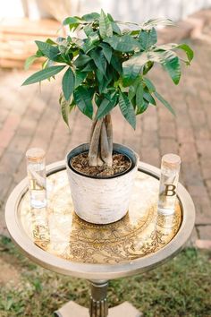 a potted plant sitting on top of a table