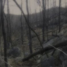 a blurry photo of trees and rocks in the woods