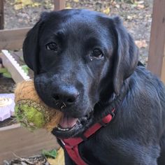 a black dog holding a ball in its mouth