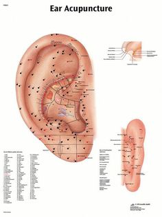 Ear Acupressure Points, Acupuncture Charts, Piercings Chart, Ear Reflexology, Ear Seeds, Shiatsu Massage Acupressure, Acupuncture Benefits, Ear Piercings Chart, Piercing Chart