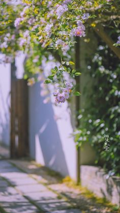 the flowers are blooming on the side of the building