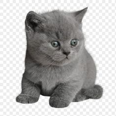 a gray kitten with blue eyes sitting on the floor looking at the camera, hd png