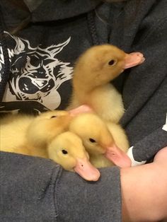 three ducklings are being held by someone's arm in the middle of their body