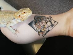 a lizard sitting on top of a person's leg next to a bearded gecko