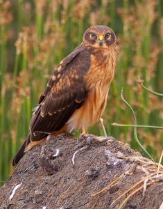 a brown and black bird sitting on top of a rock