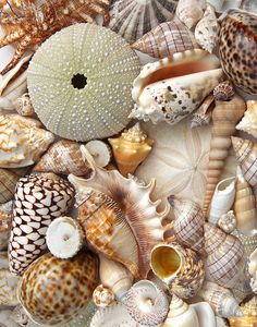 many sea shells are arranged together on the beach