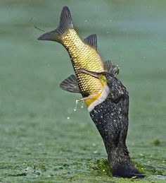 a fish with its mouth open and it's head in the air above water