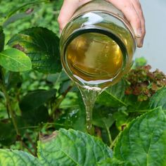 a person is pouring tea into a glass in front of some green plants and leaves