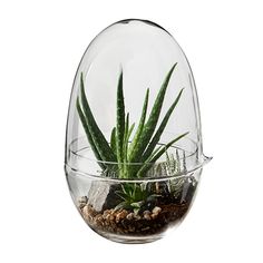 an egg shaped planter with succulents in it