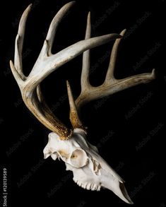 an animal skull with large antlers on it's head