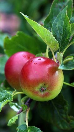 two red apples hanging from a tree with green leaves and water droplets on the fruit