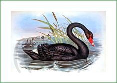 a black swan floating on top of a body of water