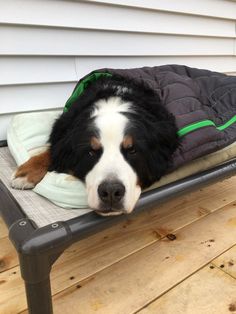 a black and white dog laying on top of a bed with a green blanket over it's head