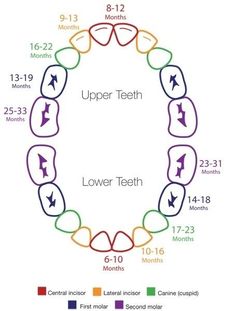 the teeth are arranged in a circle with arrows pointing to each other and numbers on them