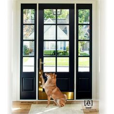 a dog standing on its hind legs in front of a black door with glass panes