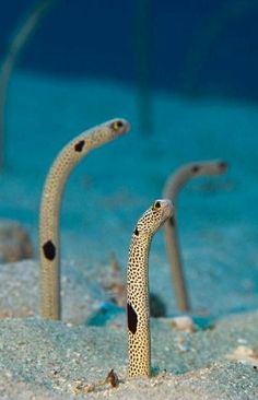 two sea snakes in the sand with their tails sticking out